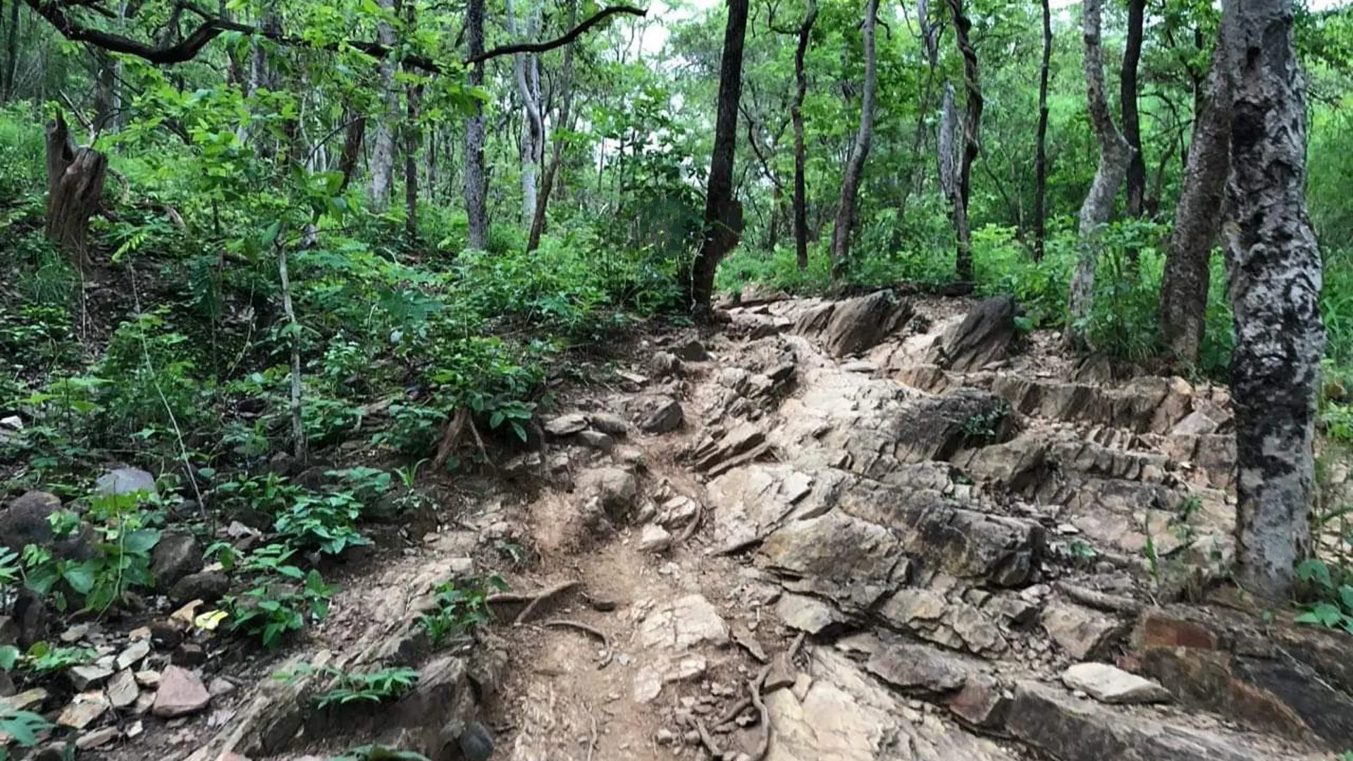 Trail deep inside the Nallamalla Forest in Ahobilam